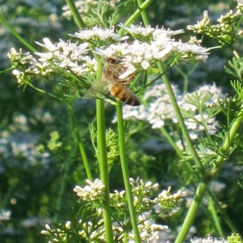 Diseño sin título