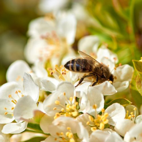 Miele millefiori delle Dolomiti Lucane