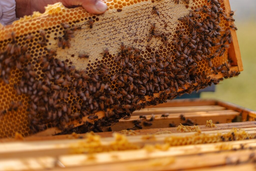 la bottega del miele 11