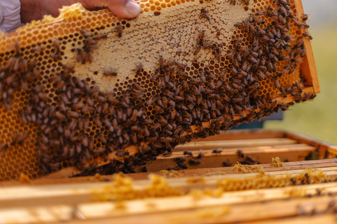 la bottega del miele 11