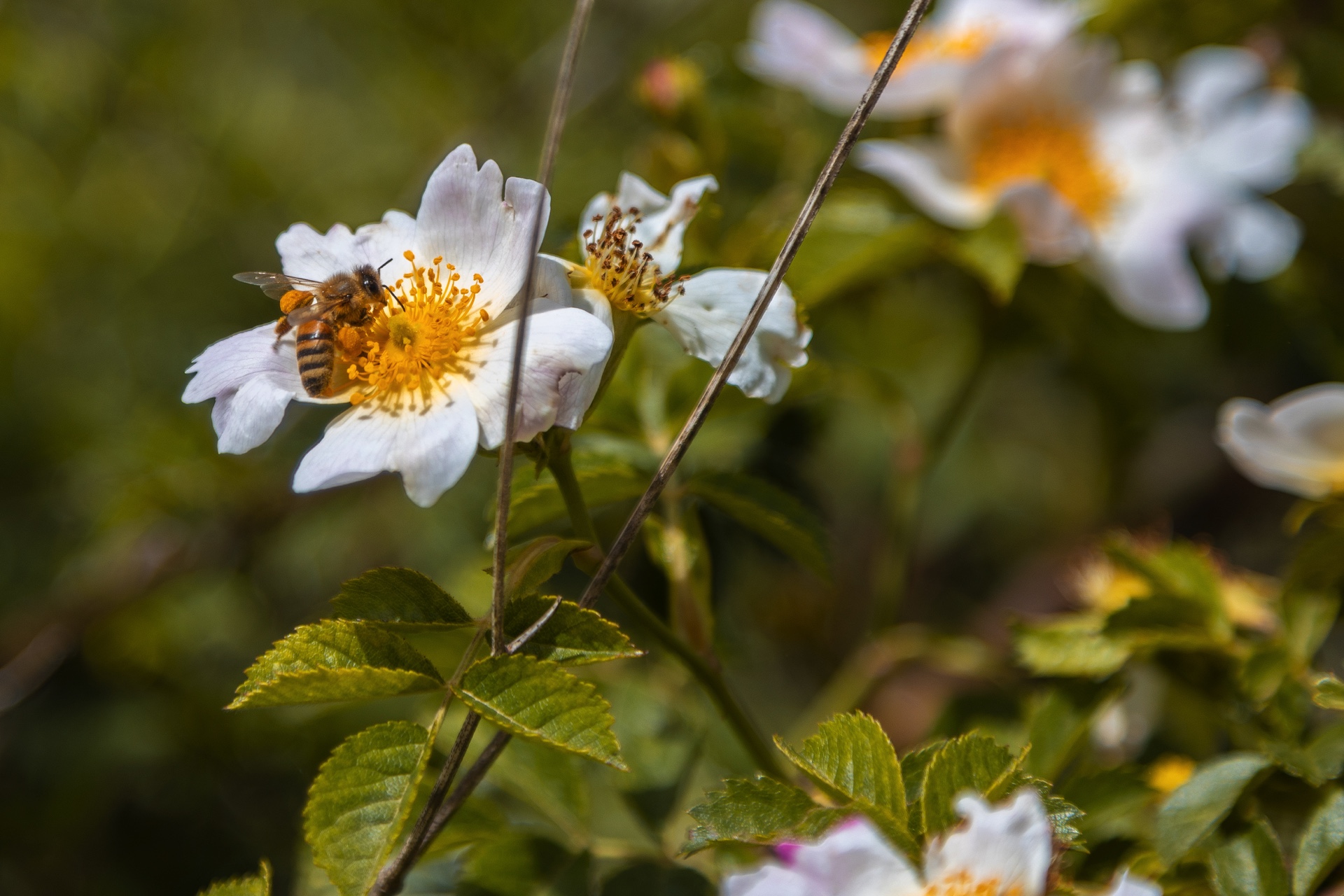 la bottega del miele 52