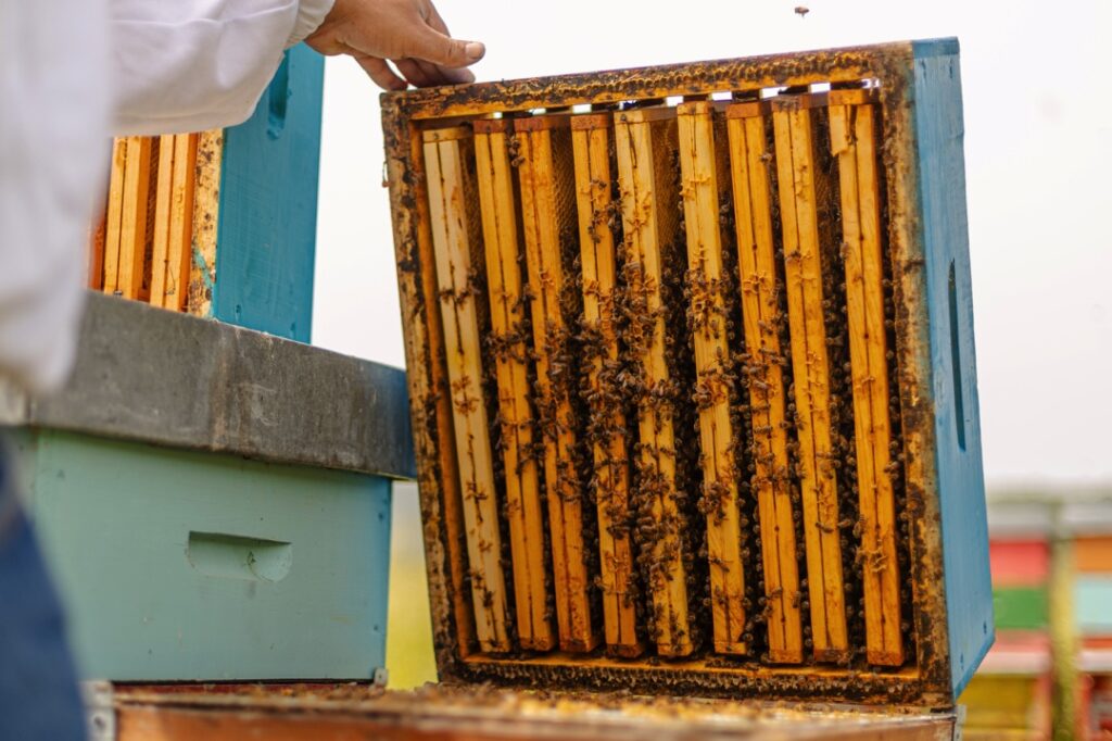 la bottega del miele - Scopri perché il miele lucano è diverso: tradizione, natura incontaminata e gusto autentico della Basilicata.