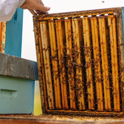 la bottega del miele 16