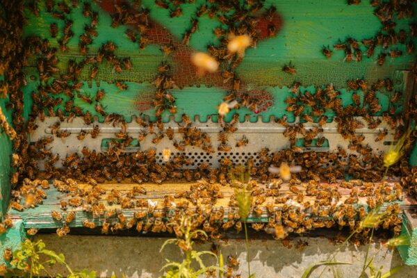 la bottega del miele 39